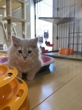 マンチカン(短足)【兵庫県・男の子・2019年10月7日・クリームホワイト（セミロング）】の写真「セール中」