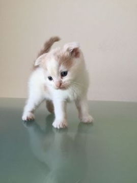 マンチカン【兵庫県・男の子・2016年8月9日・クリーム&ホワイト（短毛）】の写真「折れ耳  長足」