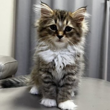 サイベリアン【兵庫県・男の子・2023年4月7日・ブラウンマッカレルタビー&ホワイト】の写真「サマーセール中」