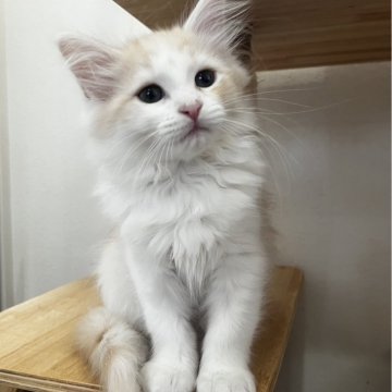 サイベリアン【兵庫県・男の子・2023年11月2日・クリーム&ホワイト?】の写真「写真映りの悪いイケメンくん（笑）」