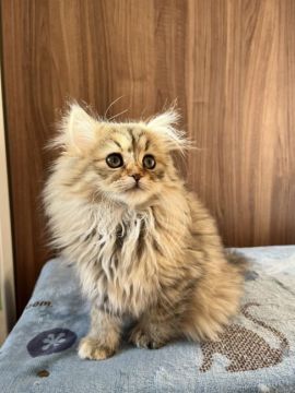 サイベリアン【兵庫県・女の子・2021年10月3日・ブラウンタビー】の写真「母似のベッピンさん」