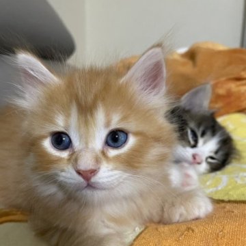 サイベリアン【兵庫県・男の子・2023年7月30日・レッド&ホワイト】の写真「ブルーアイであろうイケメンくん」