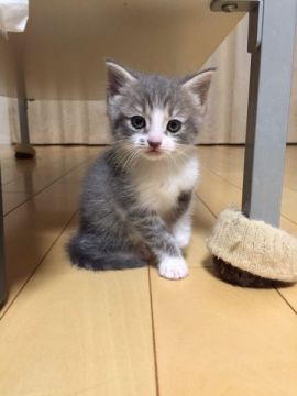 マンチカン【兵庫県・女の子・2015年7月27日・シルバー ホワイト（短毛）】の写真「難産の末、一匹だけ生き抜いた子猫ちゃん  短毛長足」