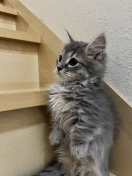 サイベリアン×マンチカン【兵庫県・男の子・2021年10月19日・ブルー&ホワイト（短毛）】の写真「父猫似のイケメンくん　短足」