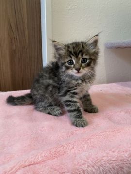 サイベリアン【兵庫県・男の子・2020年4月2日・ブラウンタビー】の写真「父猫に似て男前になる予感（笑）」