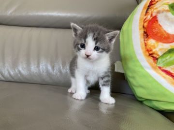 サイベリアン×マンチカン【兵庫県・女の子・2021年10月19日・ブルー&ホワイト（短毛）】の写真「垂れ目のベッピンさん　長足」