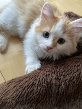 サイベリアン【兵庫県・女の子・2020年9月10日・レッド&ホワイト】の写真「値下げしました」