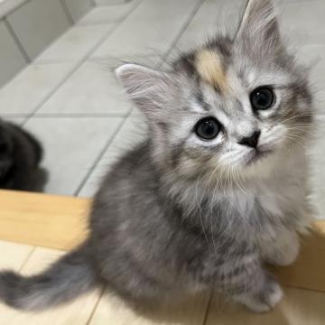 サイベリアン【兵庫県・女の子・2022年10月9日・シルバータビー】の写真「眉間のワンポイントが可愛さ増し増し」