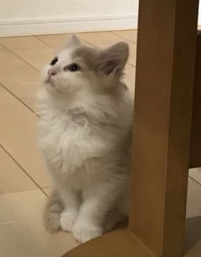 サイベリアン  ペルシャ【兵庫県・男の子・2017年9月27日・クリーム  ホワイト（長毛）】の写真「クリスマスセール」