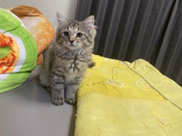 サイベリアン【兵庫県・女の子・2021年6月8日・ブラウンマッカレルタビー】の写真「両親からいいとこ取りのベッピンさん」