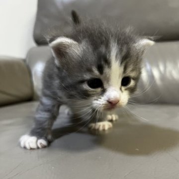 サイベリアン【兵庫県・男の子・2023年3月5日・ブルー&ホワイト】の写真「目鼻立ちもしっかりしてるイケメンくん」