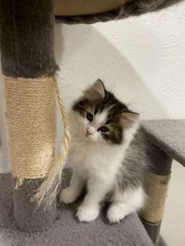 サイベリアン【兵庫県・男の子・2020年11月15日・ブラウンマッカレルタビー&ホワイト】の写真「値下げしました」