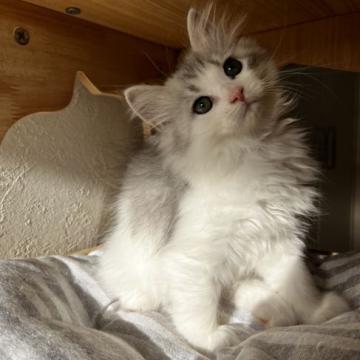 サイベリアン【兵庫県・男の子・2022年10月9日・シルバータビー&ホワイト】の写真「新春セール
骨太なイケメンくん」