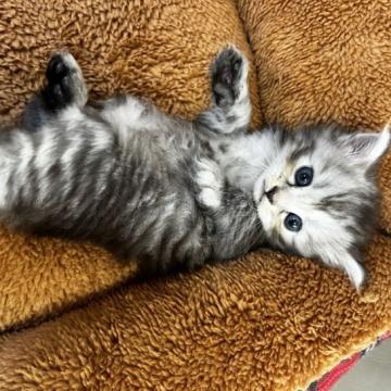 サイベリアン【兵庫県・男の子・2022年10月9日・シルバータビー】の写真「整った顔立ちのイケメンくん」