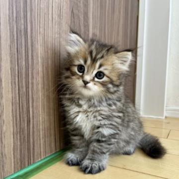 サイベリアン【兵庫県・男の子・2022年6月18日・ブラウンパッチドタビー&ホワイト】の写真「一人っ子のわがままボーイ」