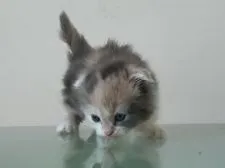 マンチカン【兵庫県・女の子・2016年8月9日・キャリコ】の写真1