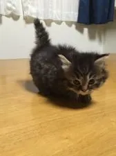 マンチカン【兵庫県・女の子・2015年4月1日・ブラウンタビー  ホワイト】の写真2