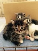 マンチカン【兵庫県・女の子・2015年4月1日・ブラウンタビー  ホワイト】の写真3