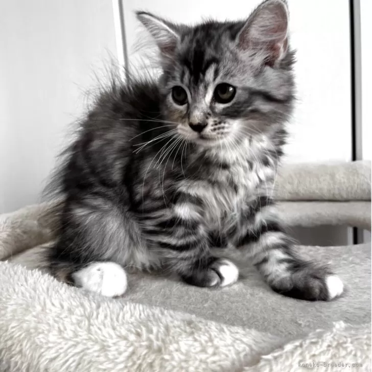 ID：2508-01105の子猫