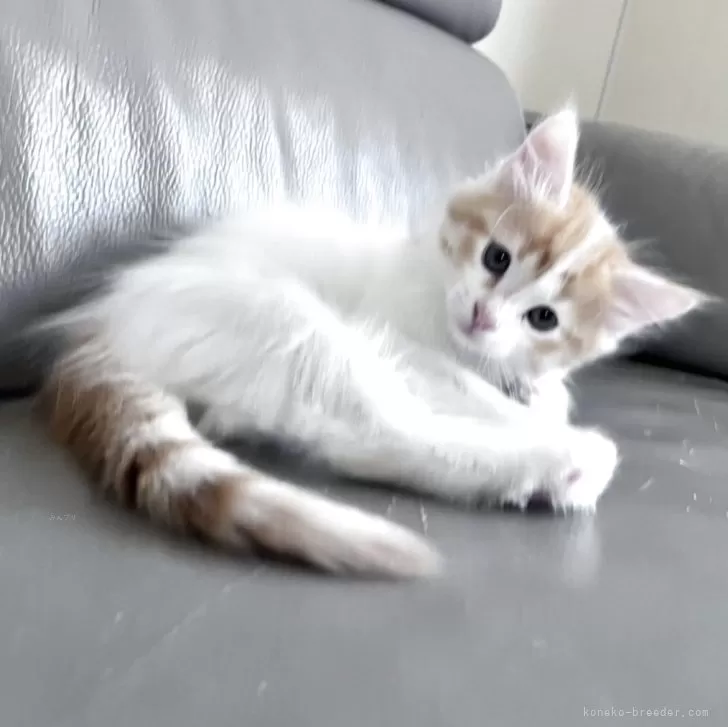 ターキッシュバン×サイベリアン【兵庫県・男の子・2025年10月7日・レッド&amp;ホワイト】の写真1