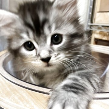 サイベリアン【兵庫県・女の子・2025年7月22日・シルバーパッチドタビー&ホワイト】の写真「我が道を行く女の子」