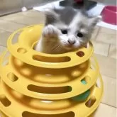 サイベリアン