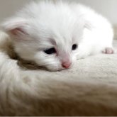 ターキッシュバン