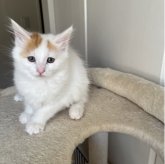 ターキッシュバン