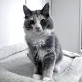 ターキッシュアンゴラ【兵庫県・女の子・2025年8月17日・トーティーシェル&ホワイト】の写真1