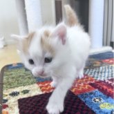 ターキッシュバン