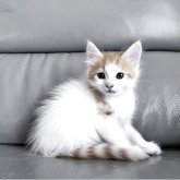 ターキッシュバン×サイベリアン