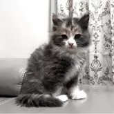 ターキッシュアンゴラ