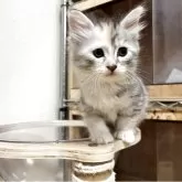 サイベリアン