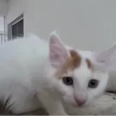 ターキッシュバン