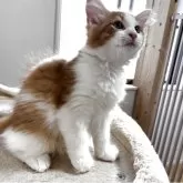 サイベリアン【兵庫県・男の子・2025年7月22日・レッドタビー&ホワイト】の写真2