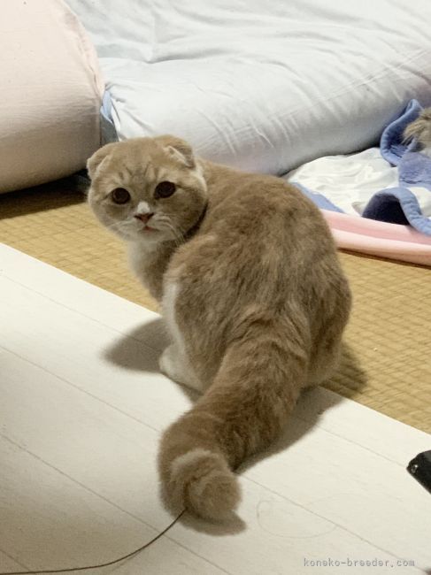 平岡智枝ブリーダー