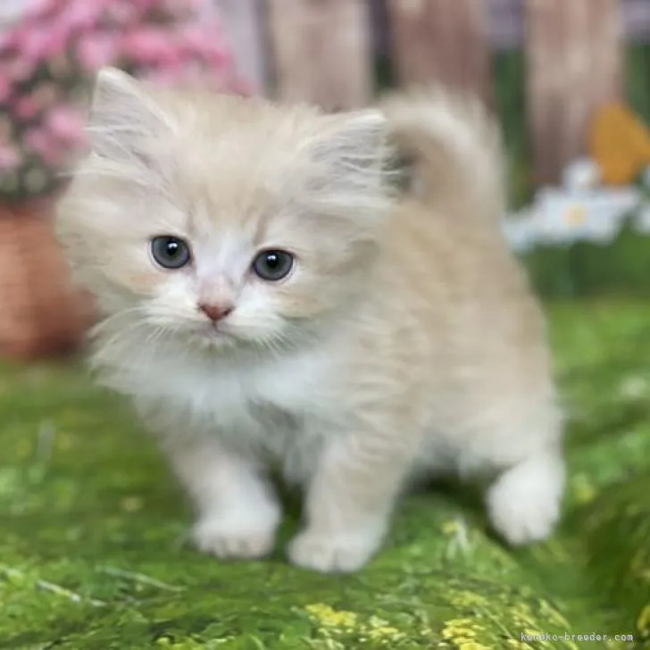 ID:2212-01938の子猫