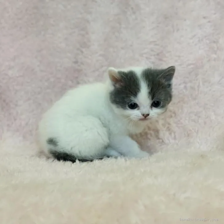 ID：2212-01974の子猫