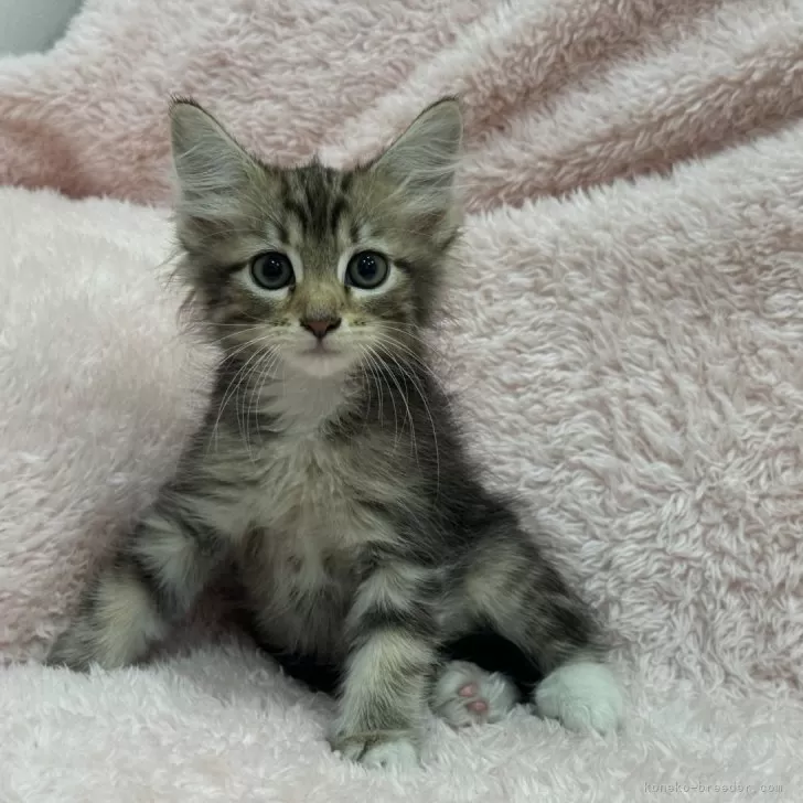 ID：2407-00496の子猫