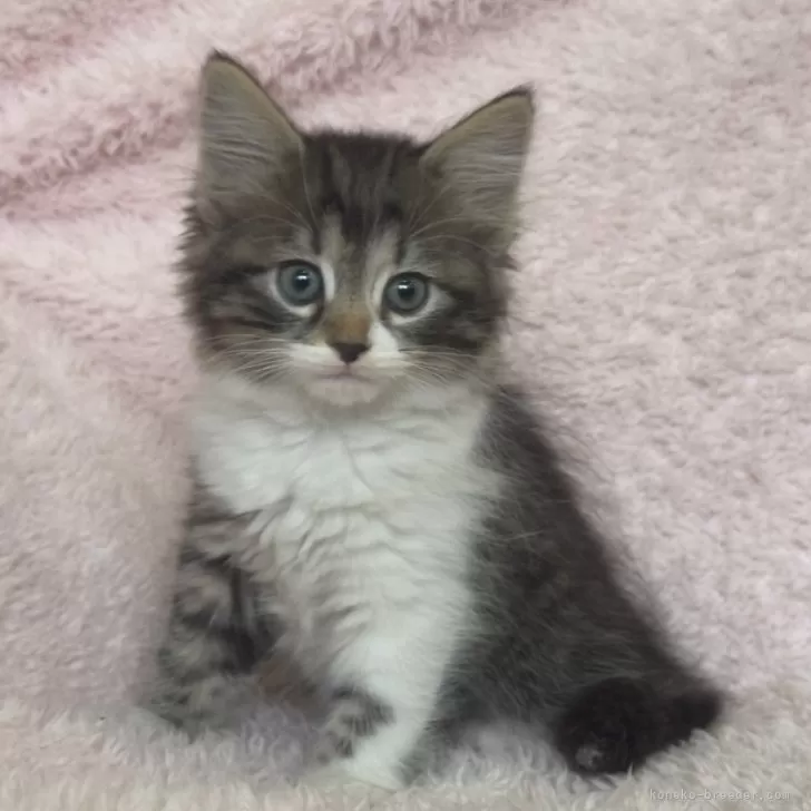ID:2412-01438の子猫