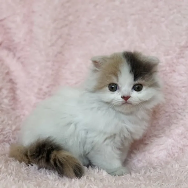 ID：2309-00899の子猫