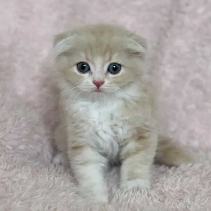 ID:2209-01001の子猫