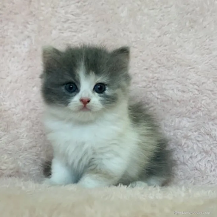 ID：2309-00169の子猫