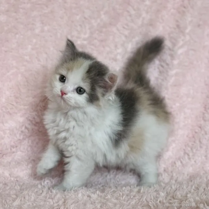 ID：2309-00901の子猫