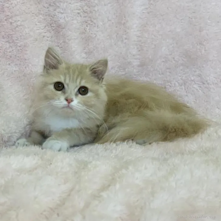 ID:2209-00732の子猫