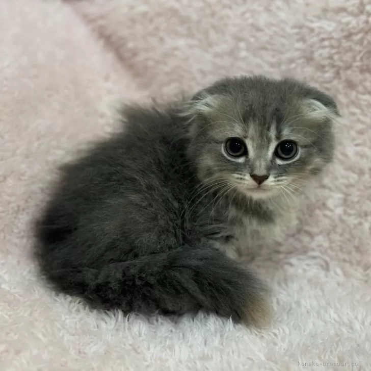 ID：2406-02601の子猫