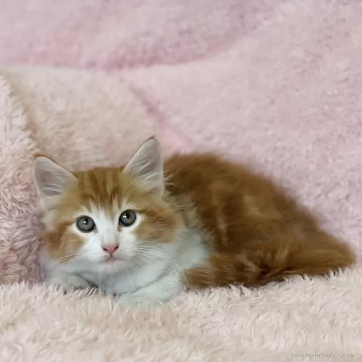 ID：2311-02242の子猫