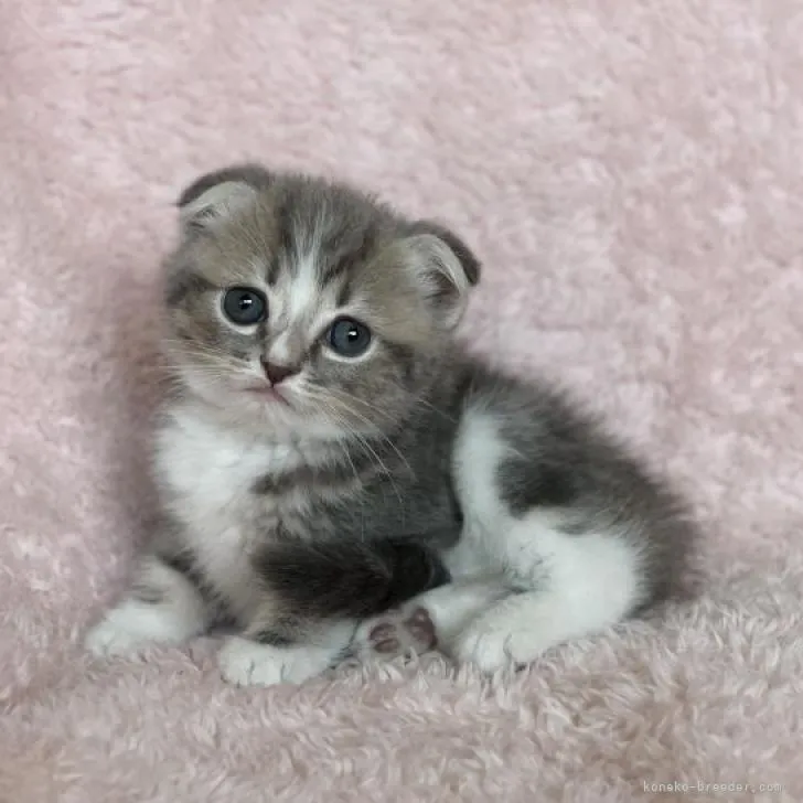 ID：2211-00114の子猫
