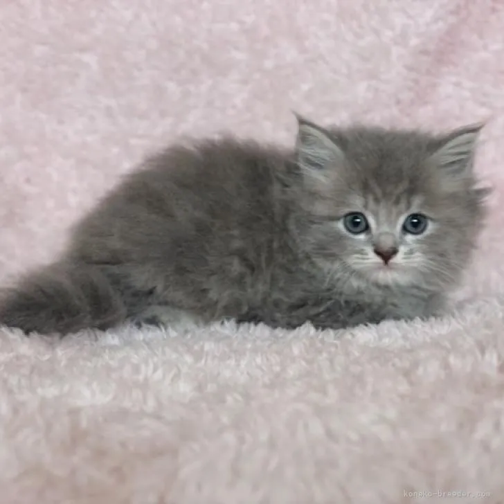 ID：2210-02801の子猫