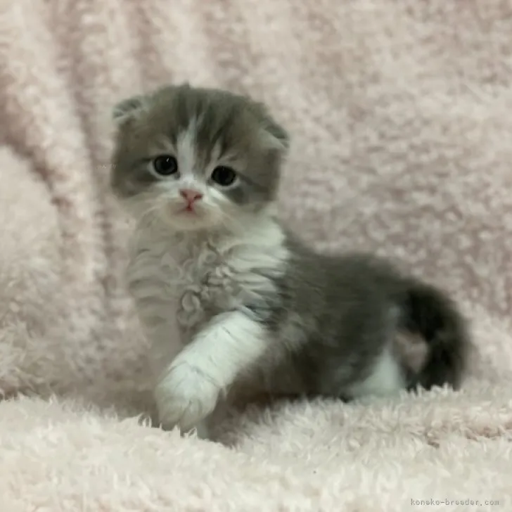 ID:2310-02402の子猫